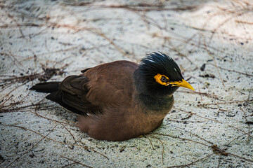 blackbird on the ground