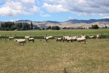 Fototapeta premium Sheep ranch in Blenheim, New Zealand