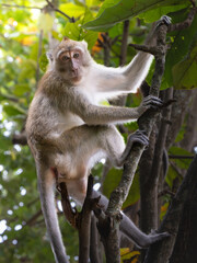  macaque sitting on a tree