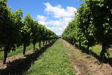 Obraz premium Wine field in Blenheim, New Zealand