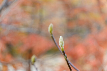 秋の芽吹きと赤い背景