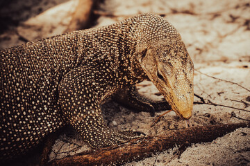 lizzard