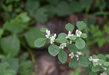 A mountain knotgrass plant's flower clusters in bloom