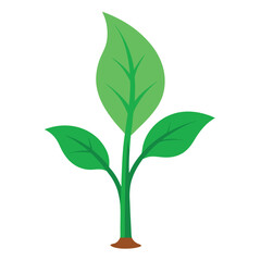 a green tobacco seedling on white background