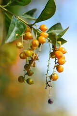 Orange and Green Berries Hanging on a Branch with Natural Background