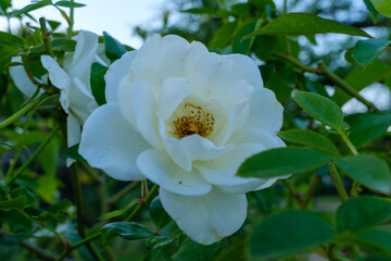 白いバラの気品ある美しさ