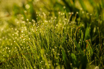 Dew Drops Glisten Like Jewels Over Deep Green Grass