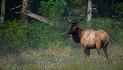 Faint Fog Settles In Field With Large Bull Elk