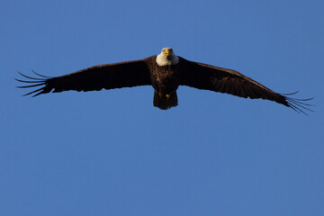 Bald eagle (Haliaeetus leucocephalus) flying in a clear blue sky over Florida's Myakka River State...