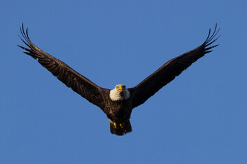 Bald eagle (Haliaeetus leucocephalus) flying in a clear blue sky over Florida's Myakka River State Park