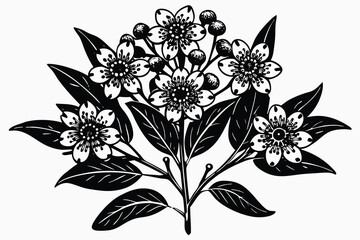 Realistic Waxflower vector illustration A.eps