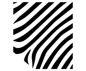 zebra stripe abstract pattern in black and white design
