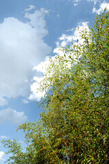 Asian garden in Summer season