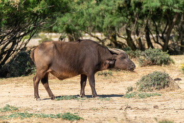 Búfalo enano pastando fotografiado en la reserva africana de Sigean