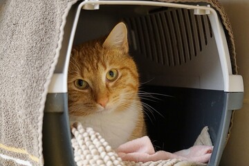 cute shy red and white haired cat lies in the transport basket and looks at the camera