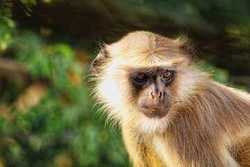 Face Closeup of Monkey