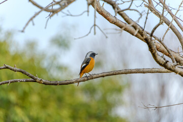 Naklejka premium ジョウビタキの枝上の姿