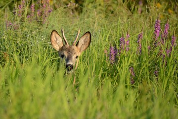 deer in the forest 