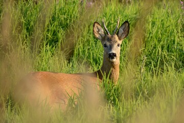roe deer in the grass