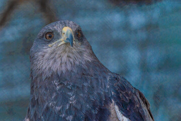 Close-up of an eagle's head