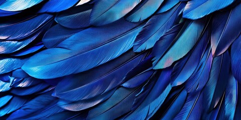 blue feathers