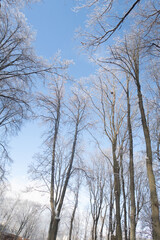 A snowy forest with trees covered in frost