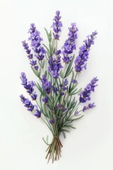 Fototapeta premium Lavender watercolor illustration showcasing vibrant purple floral arrangement with greenery