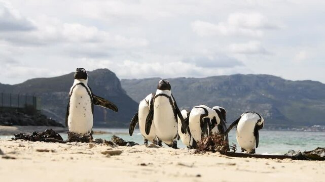 African penguins (Spheniscus demersus) standing on and between the rocks. Filmed on the coast in Boulder's Beach near Cape Town, Simon&rsquo;s Town, South Africa.