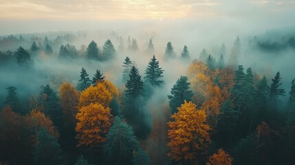 Aerial View of Autumn Forest at Sunrise with Misty Foliage - Tranquil and Scenic Seasonal Beauty