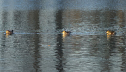 panorama teal ducks on the lake, nice reflection on the water surface, grey blue  colours on the lake, teals swimming on the lake, female teals, Anas crecca