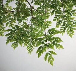 Close-up of a single tree's leaves on white background,  texture,  green
