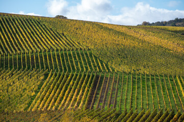 Fototapeta premium Panoramic view of terraced vineyards around Nittel, Rhineland-Palatinate, Germany and views across Moselle River on vineyard hills of Luxembourg near Grevenmacher