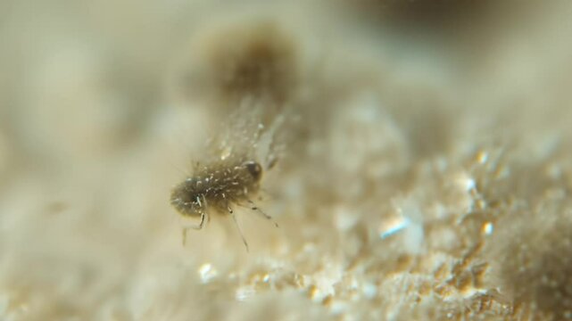 Microscopic springtail crawling on surface