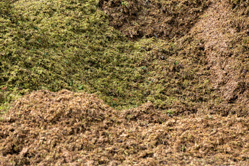 Wine press cuts chardonnay wine grapes skins, champagne wine making process, in grand cru villages Oger and Mesnil-sur-Oger, Champagne, France