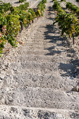 Landscape with famous sherry wines grape vineyards in Andalusia, Spain, sweet pedro ximenez or...