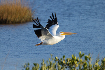 An American white pelican (Pelecanus erythrorhynchos) in flight in Manatee County, Florida