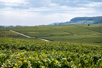 Landscape with green grand cru vineyards near Cramant and Avize, region Champagne, France. Cultivation of white chardonnay wine grape on chalky soils of Cote des Blancs