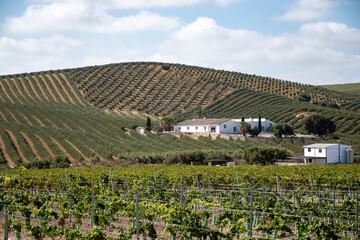 Landscape with famous sherry wines grape vineyards in Andalusia, Spain, sweet pedro ximenez or...