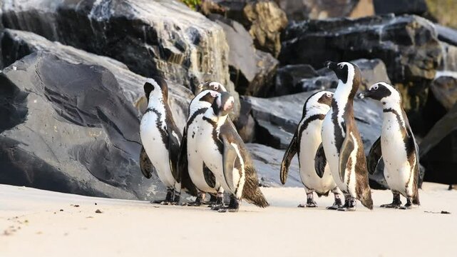 African penguins (Spheniscus demersus) standing on and between the rocks. Filmed on the coast in Boulder's Beach near Cape Town, Simon&rsquo;s Town, South Africa.