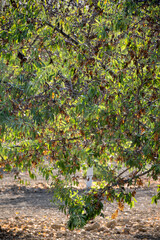 Fototapeta premium Ripe almonds nuts on almond tree ready to harvest close up