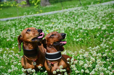 two dachshunds in the meadow