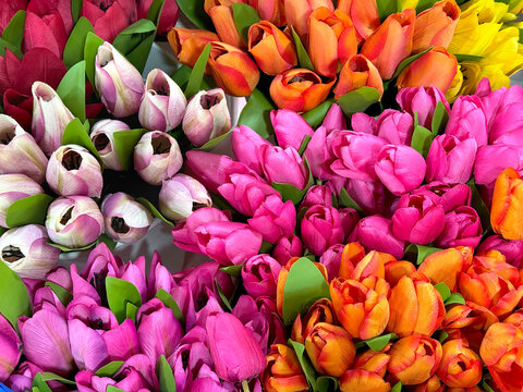 Close up of beautiful arrangement of tulip flowers in various colors. Blue, magenta, orange, white, and pink tulip. Floral tulip decoration seamless background texture.