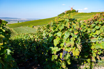 Fototapeta premium View on grand cru Champagne vineyards near Moulin de Verzenay, rows of pinot noir grape plants in Montagne de Reims near Verzy and Verzenay, Champagne, France in September