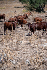 Fototapeta premium Herd of Andalusian cow cattles resting on slopes of mountains in Natural park Sierra de Grazalema, Andalusia, Spain