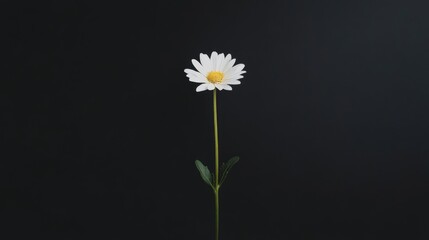 Single white daisy flower against black background.