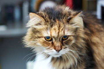 Close up of a cats face with adorable features and striking eyes
