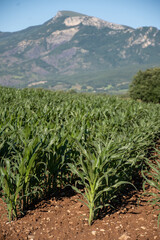 Agricultural region with corn mais fields near Sisteron, Haute-Durance, Franse departement Alpes-de-Haute-Provence, in summer