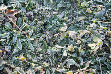 Grass with frost in the winter