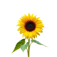 sunflower isolated on white