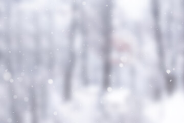 Snowy Winter Forest Scene With Gentle Falling Snowflakes in Nature